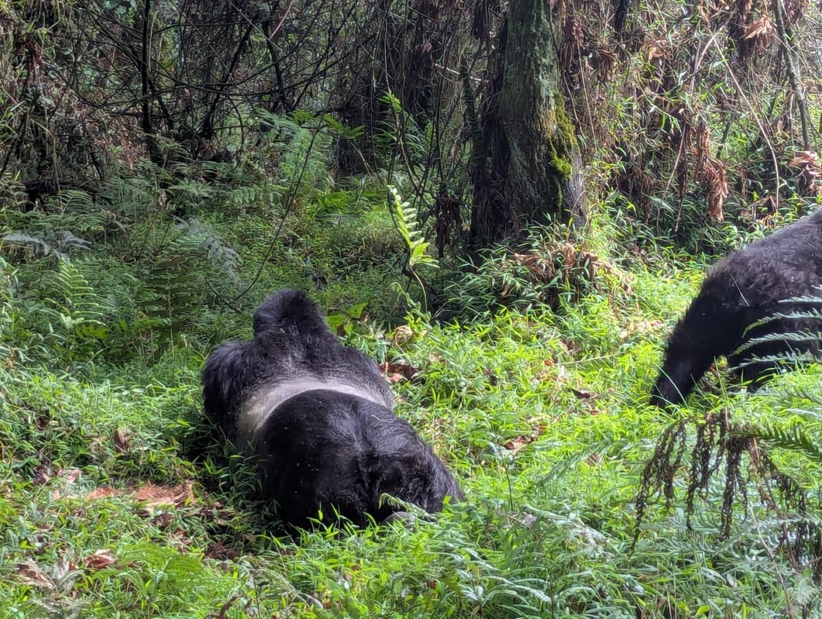 Bwindi Gorilla Trekking from Kigali