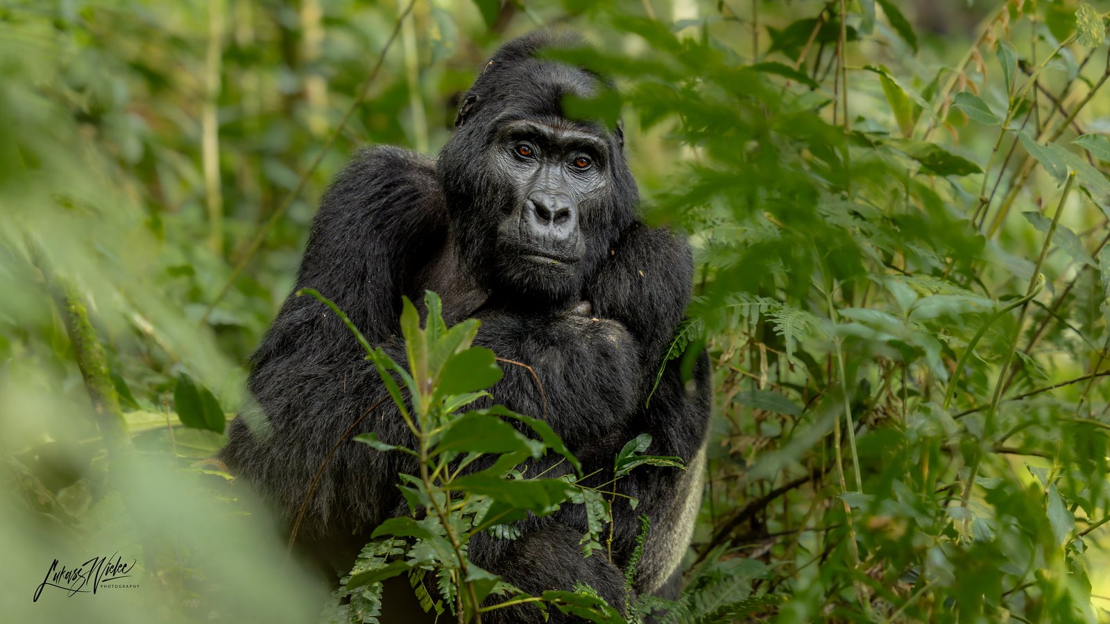 Bwindi Impenetrable National Park Gorilla Safaris