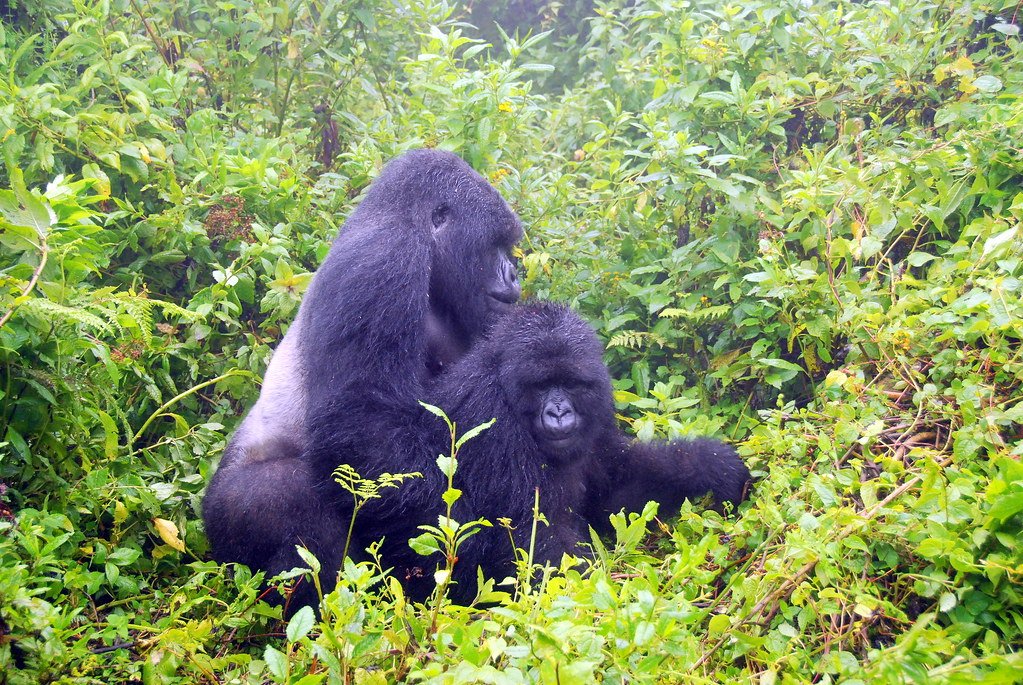 Bwindi Impenetrable National Park Guide