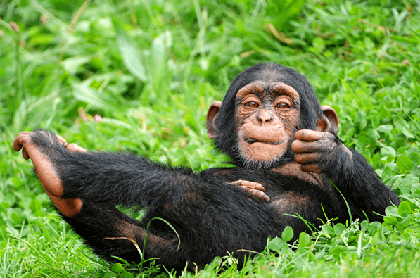 Chimpanzees in Uganda