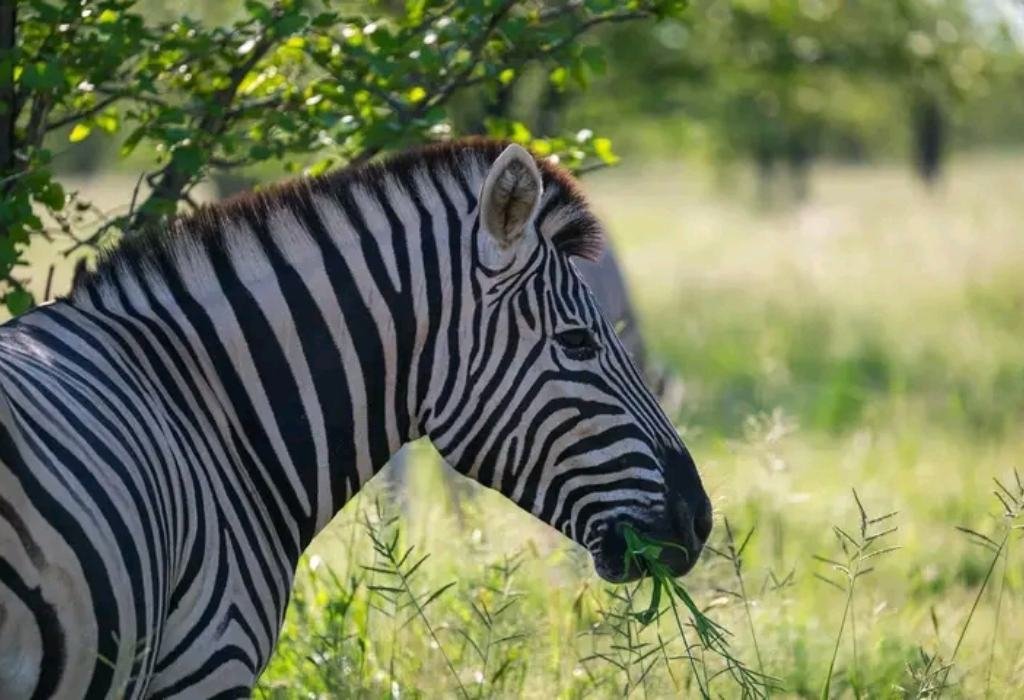 Combining Rwanda with Uganda Safari