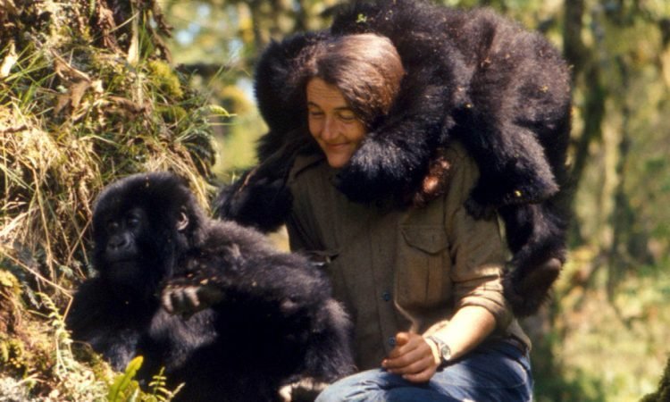 Dian Fossey Gorilla Fund in Rwanda