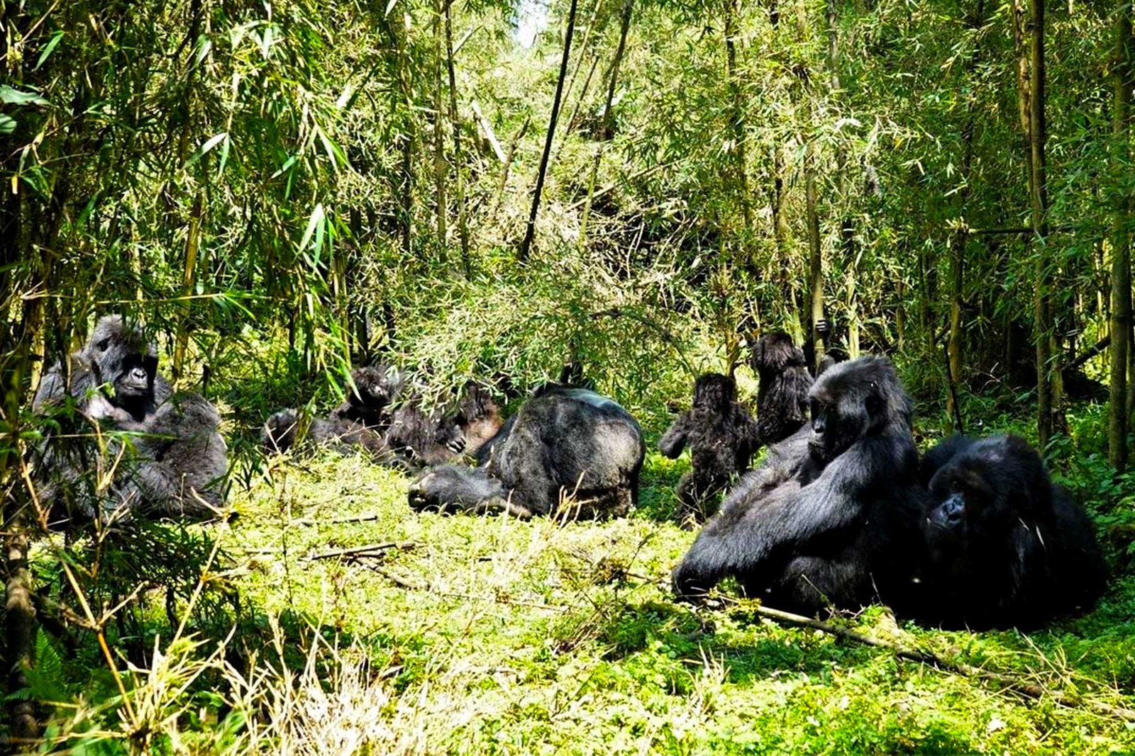 Exclusive Gorilla Trekking Adventures in Uganda and Rwanda