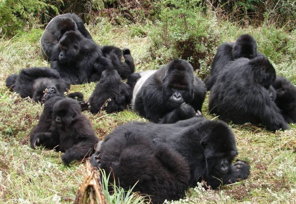 Family Luxury Gorilla Safari Discounts