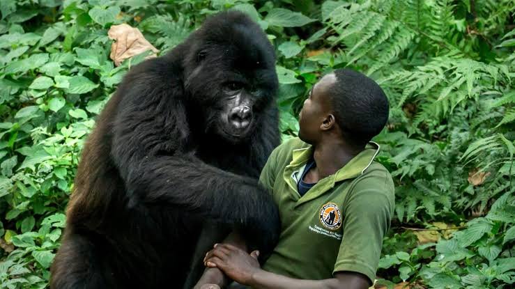 Family Luxury Gorilla Safari Discounts