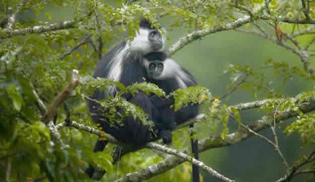Gishwati Mukura National Park Rwanda