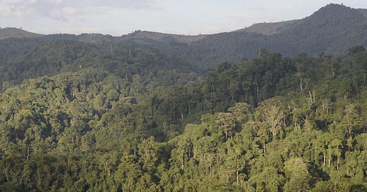 Gishwati Mukura National Park Rwanda