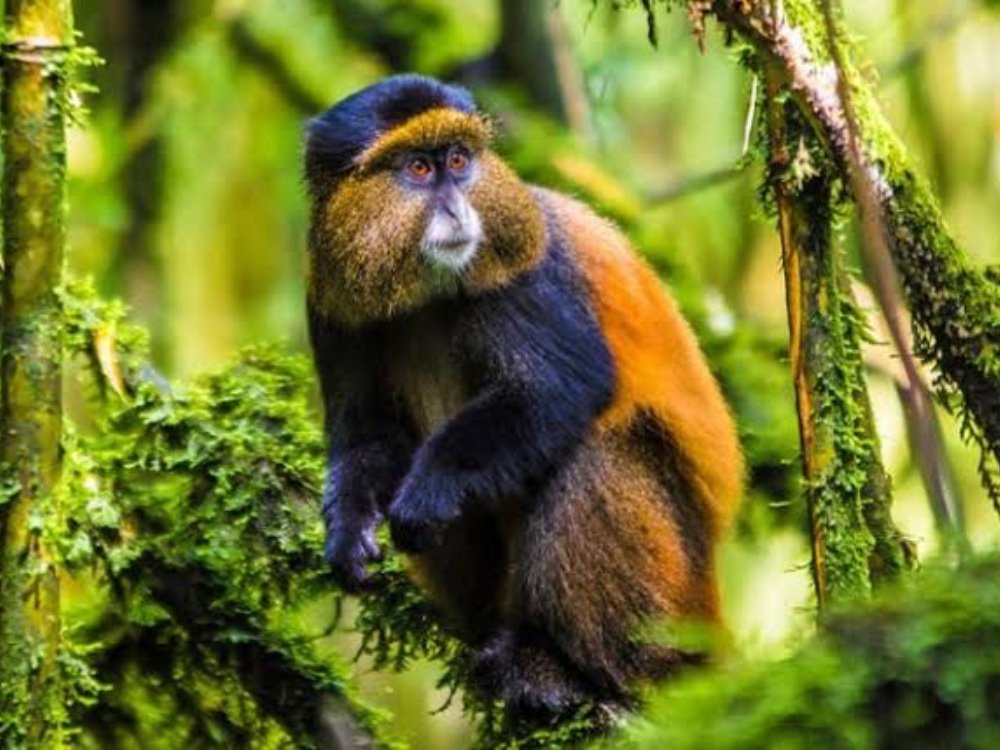 Golden Monkey Trekking with Nextgen Safaris