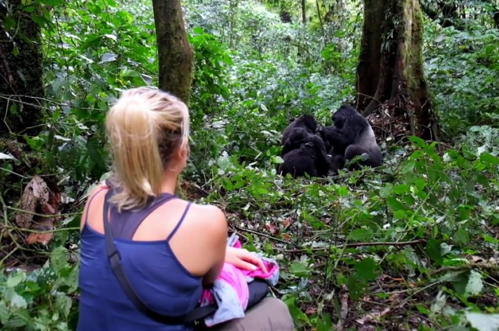 Gorilla Habituation Experiences in Uganda
