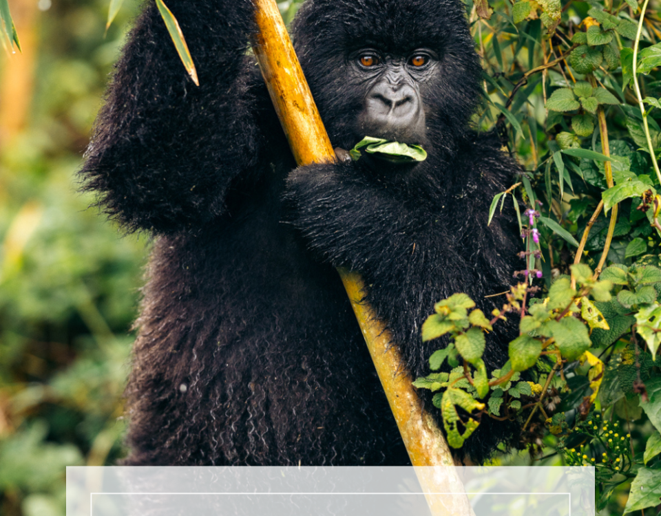 Gorilla Trekking Etiquette for Luxury Travelers