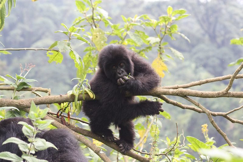 Gorilla Trekking Rwanda vs Uganda vs Congo