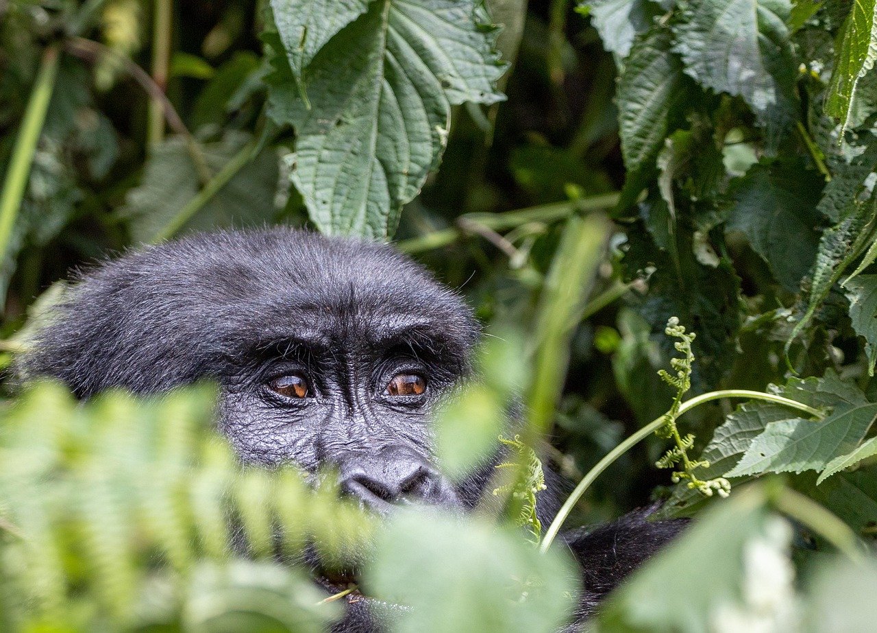 Gorilla Trekking and Big Five Safaris