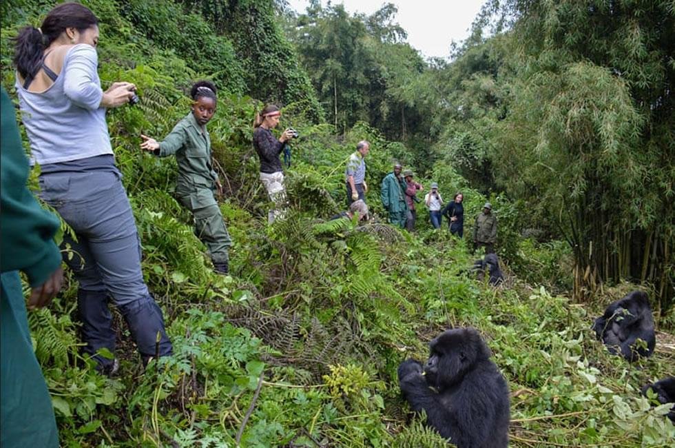 Gorilla Trekking with Children in Uganda