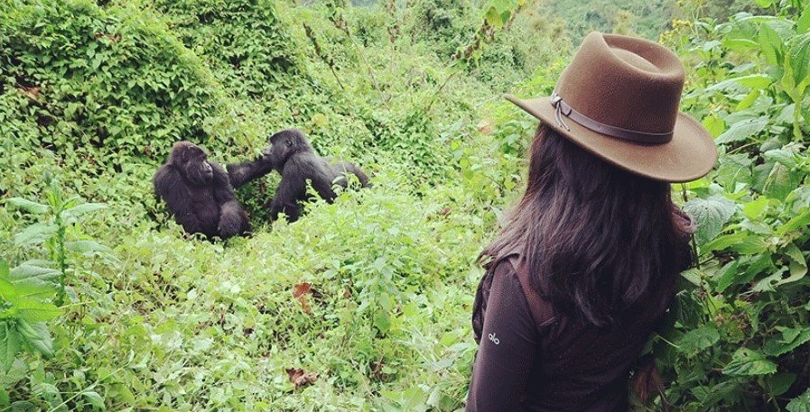 Gorilla Trekking Expectations in Rwanda