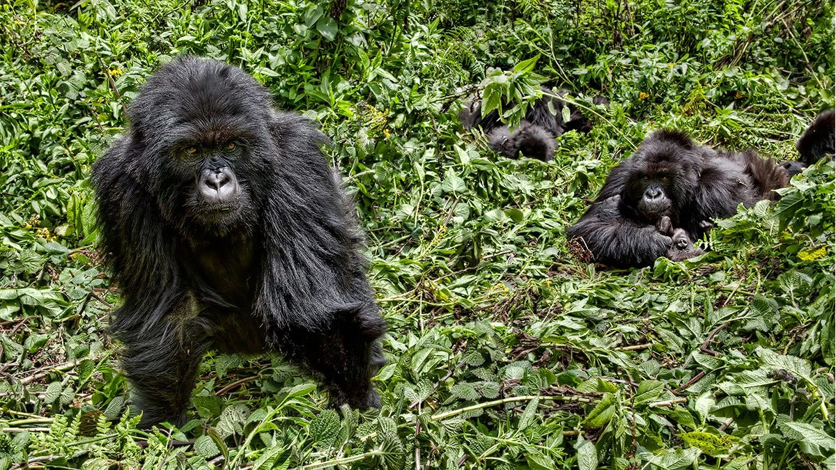 Gorilla Trekking Tours for Solo Travelers