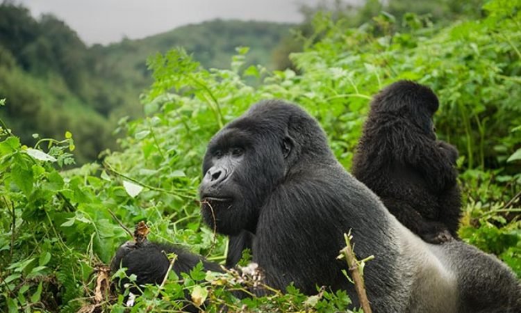 Mountain Gorilla Safari Experience