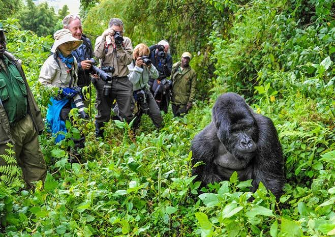 Group Luxury Gorilla Safari Discounts