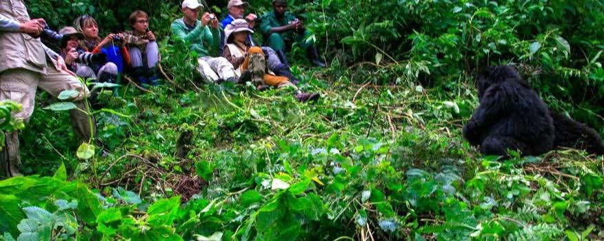Luxury Group Gorilla Safari Experience