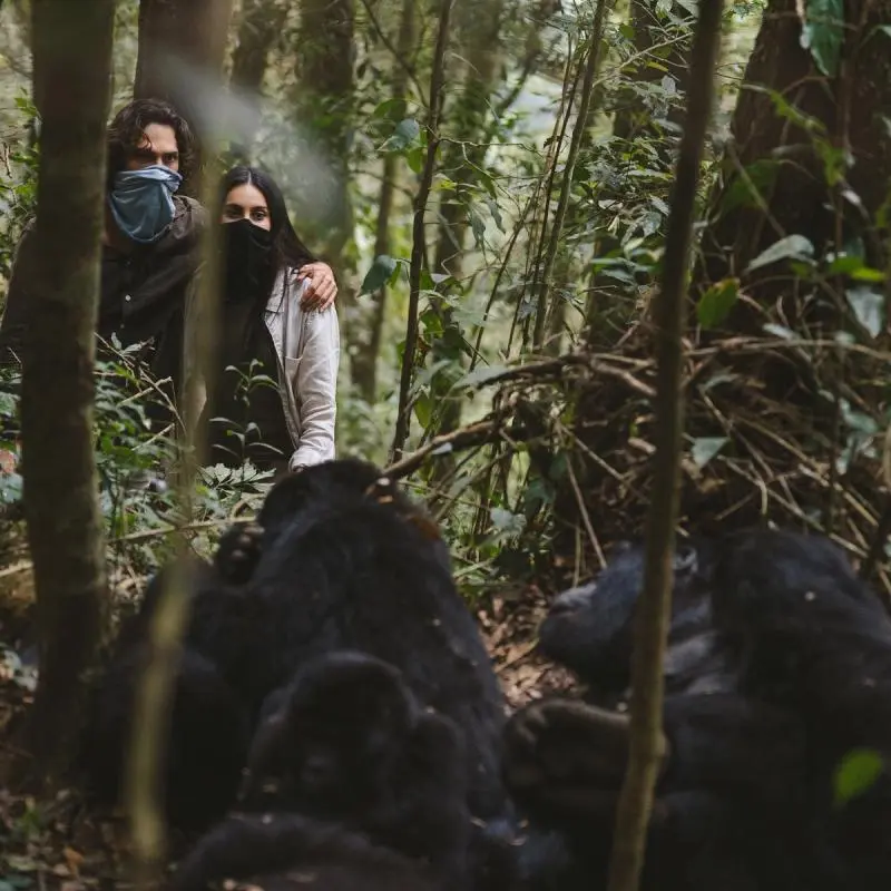 Honeymoon Gorilla Trekking in Rwanda with Nextgen Safaris