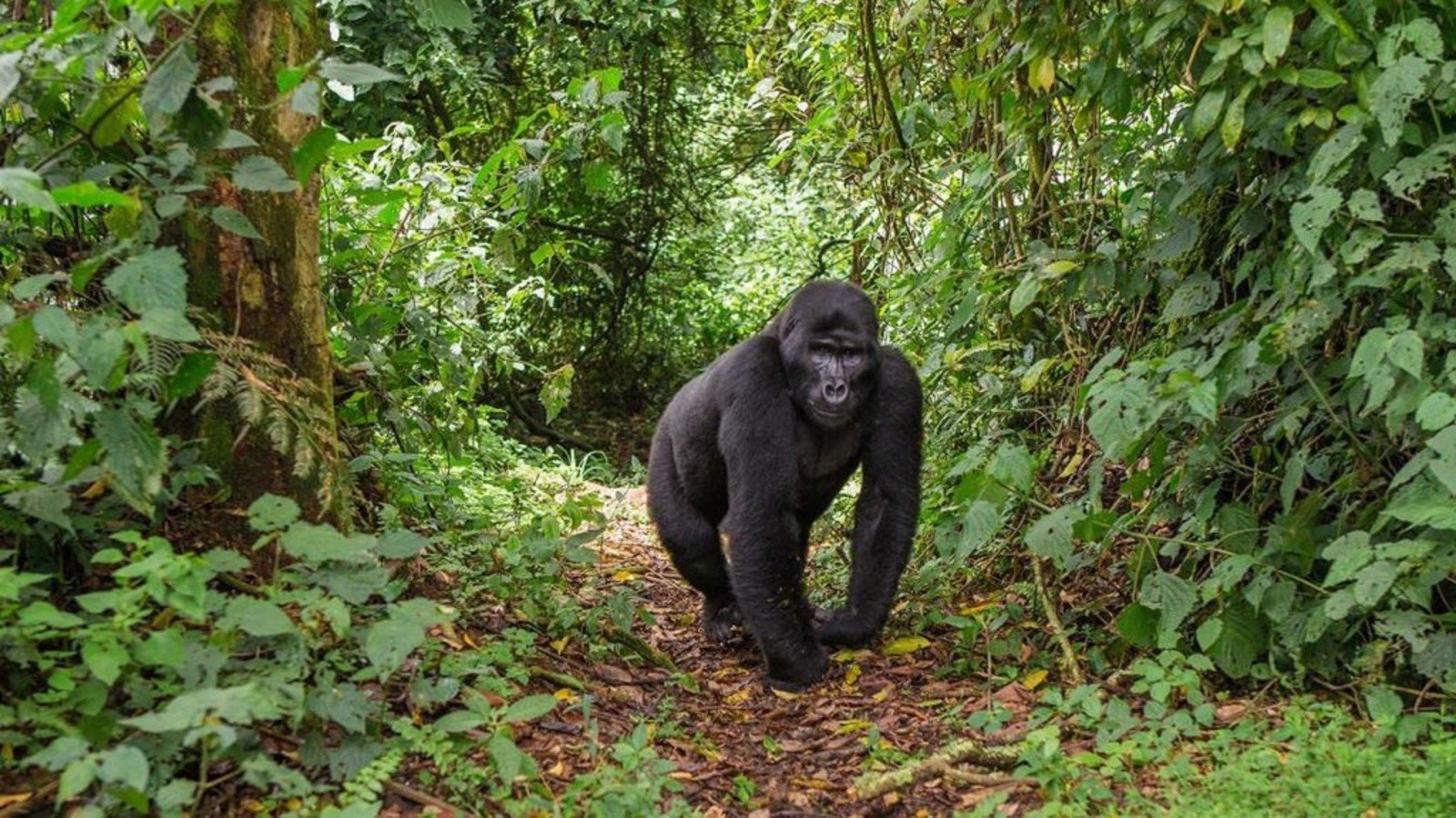 How Accessible Luxury Gorilla Trekking Works