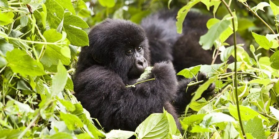 How Difficult is Luxury Gorilla Trekking