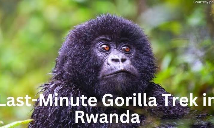 How Last Minute Luxury Gorilla Safaris Work