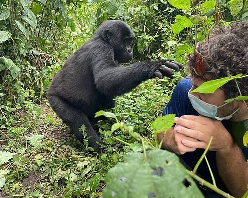 How Last Minute Luxury Gorilla Safaris Work