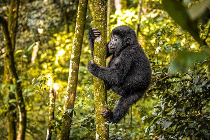 How to Secure the Best Luxury Gorilla Safari Discounts