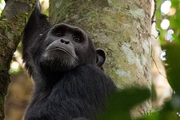 Last Minute Luxury Gorilla Safaris in Uganda