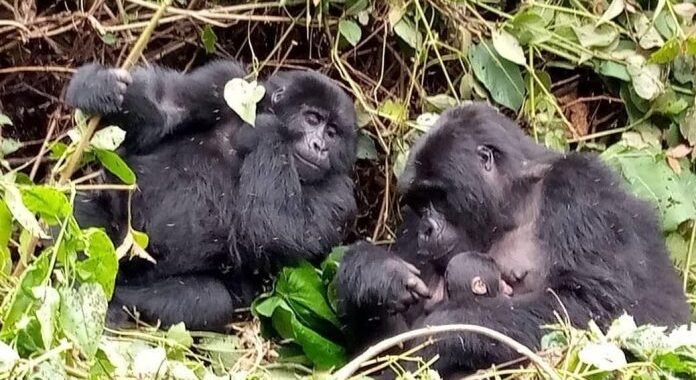 Limiting Time with Gorilla Families During Gorilla Trekking