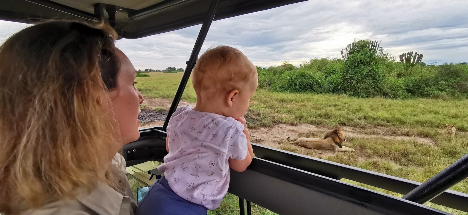 Lion Tracking in Queen Elizabeth National Park Uganda