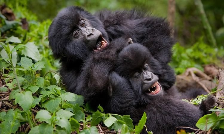 Luxury Gorilla Safari Deals in Uganda