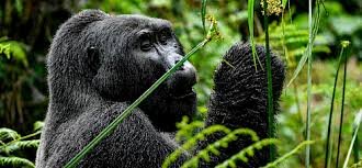Luxury Gorilla Safari Deals in Rwanda and Uganda