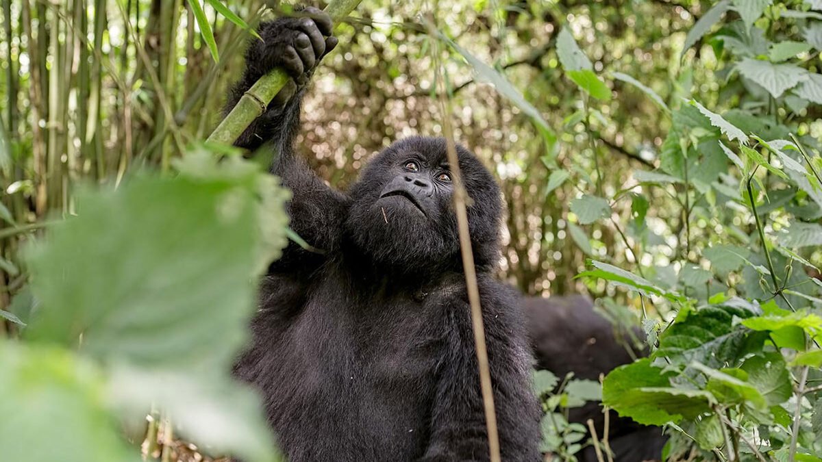 Luxury Gorilla Safari Packages 2026 in Africa