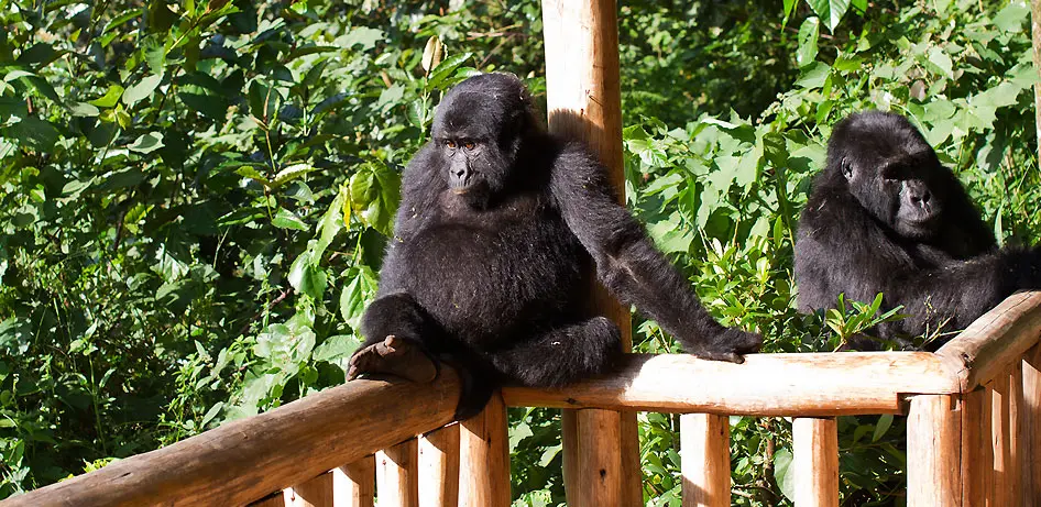 Luxury Gorilla Safari Relaxation Experience