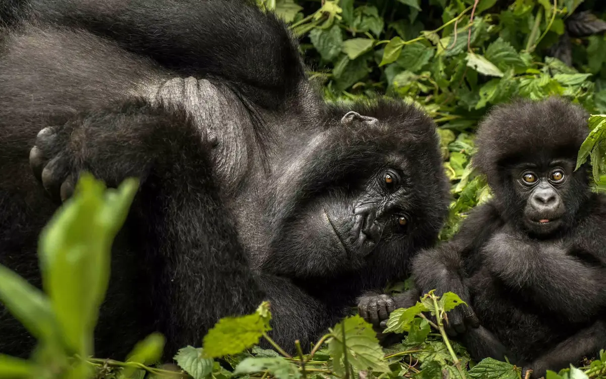 Luxury Gorilla Safari Packages in Rwanda