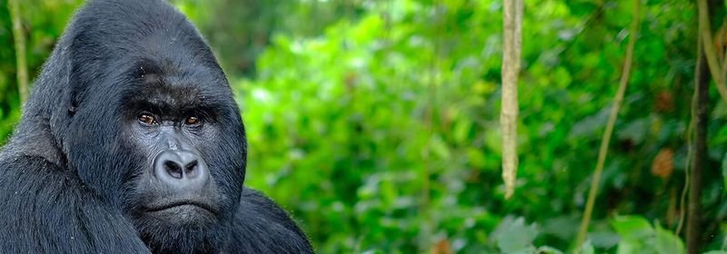 Luxury Gorilla Safari Packages 2026