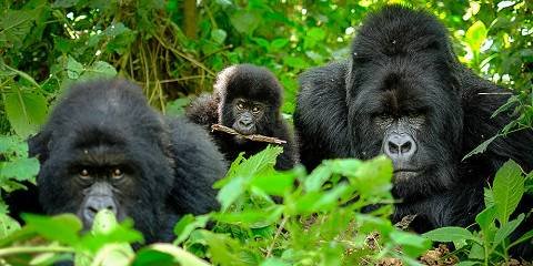 Luxury gorilla trekking availability