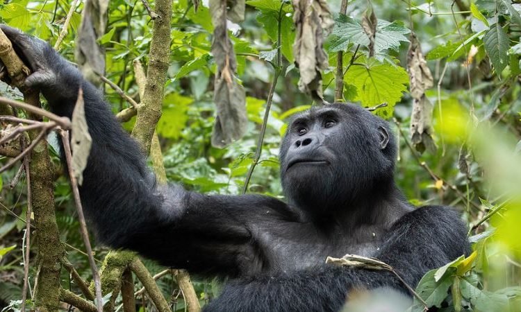 Luxury gorilla trekking availability information