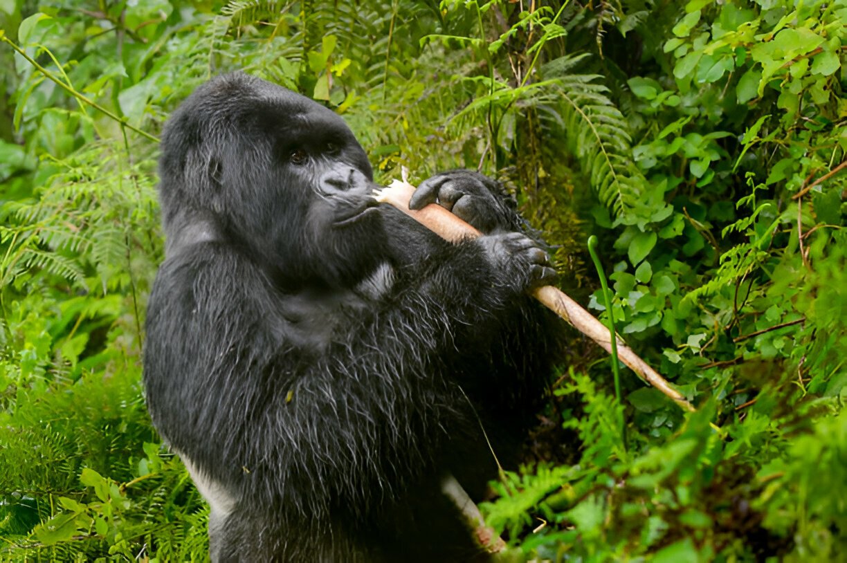 Luxury Gorilla Trekking Prices in Rwanda