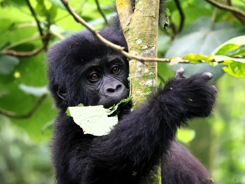 Luxury Gorilla Trekking Cost in Rwanda
