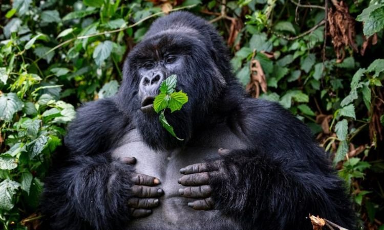 Luxury gorilla trekking safari in Uganda