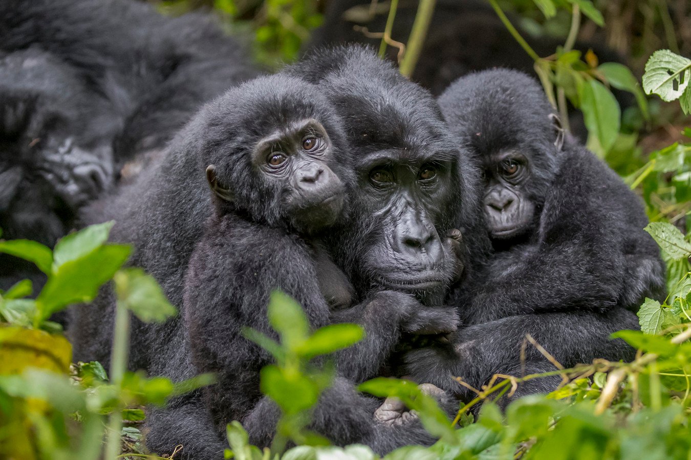Luxury Gorilla Trekking for Honeymooners