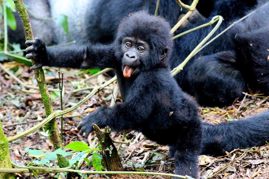 Luxury Gorilla Trekking vs Standard Gorilla Trekking in Rwanda