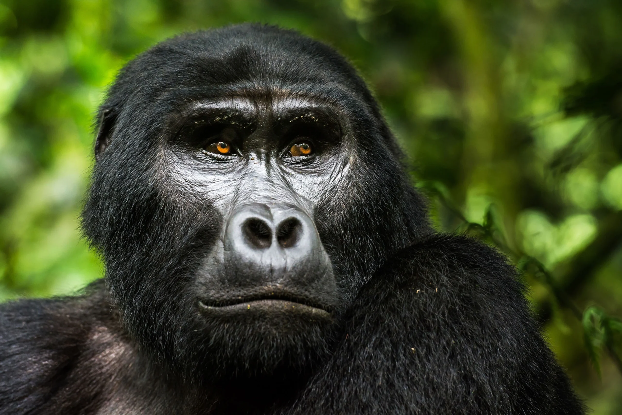 Mountain Gorilla Encounter During Uganda Gorilla Safari from Kigali