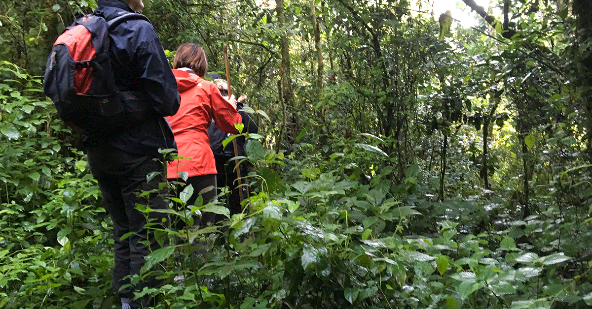 Nature and Hiking Experience Rwanda