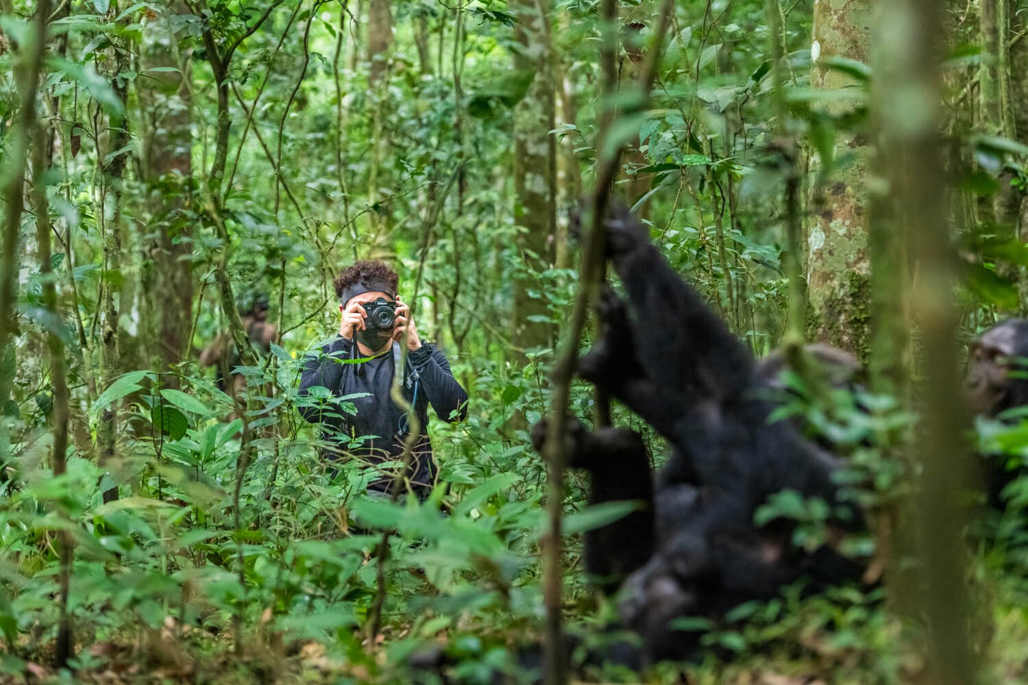 New Chimpanzee Trekking Permits in Uganda