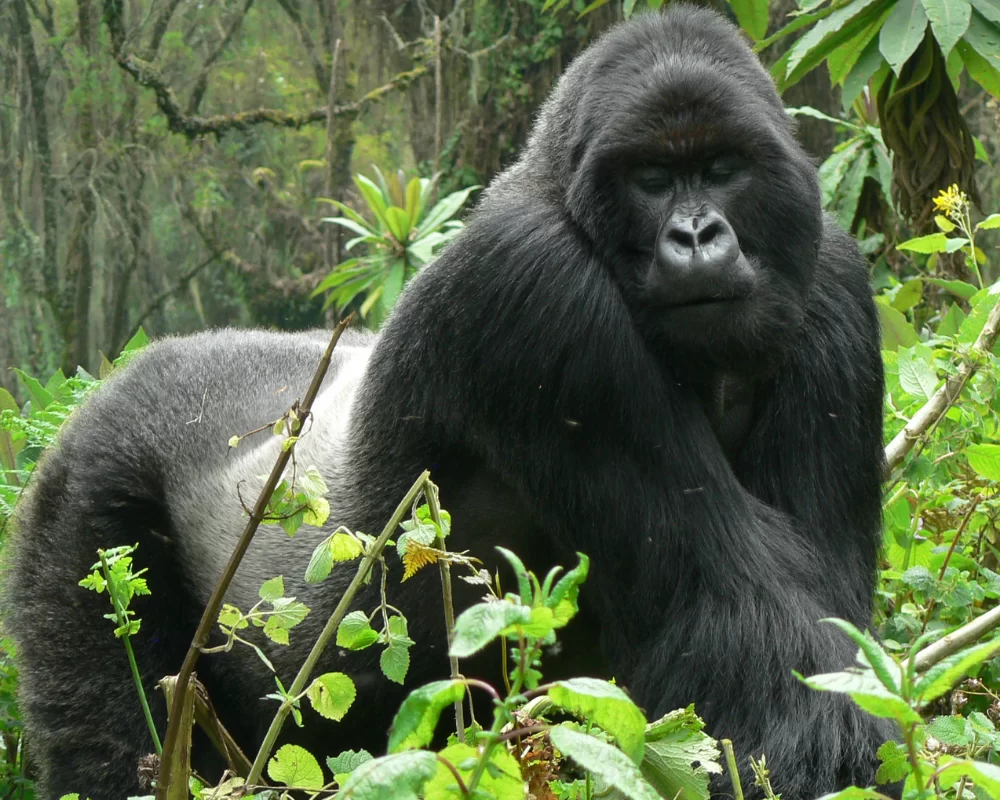 Rwanda Gorilla Safari Experience