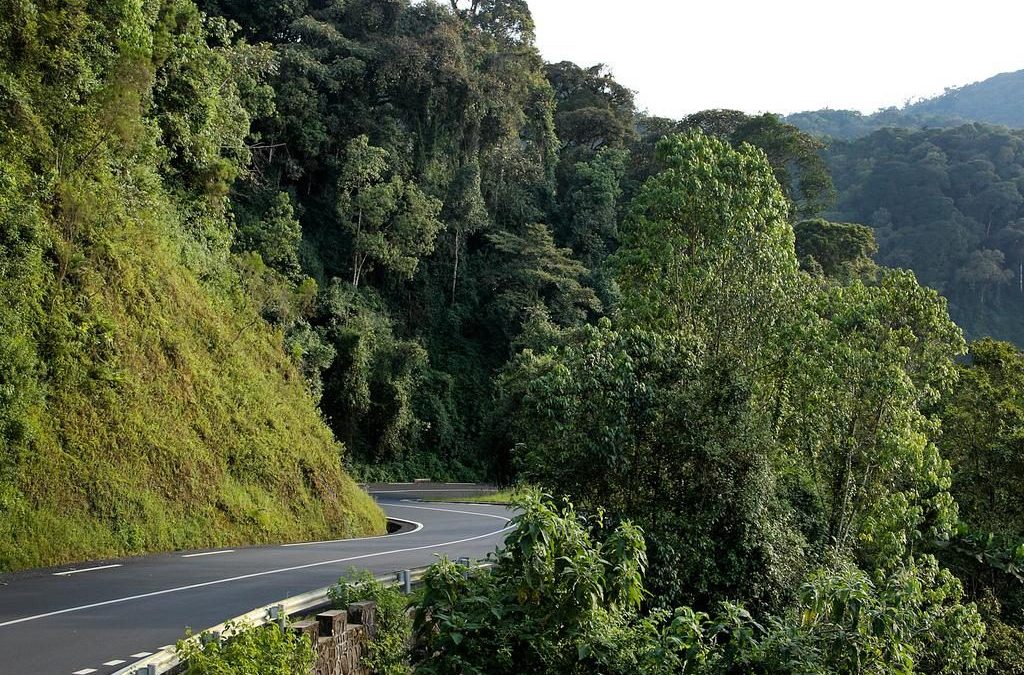 Nyungwe Forest Rwanda