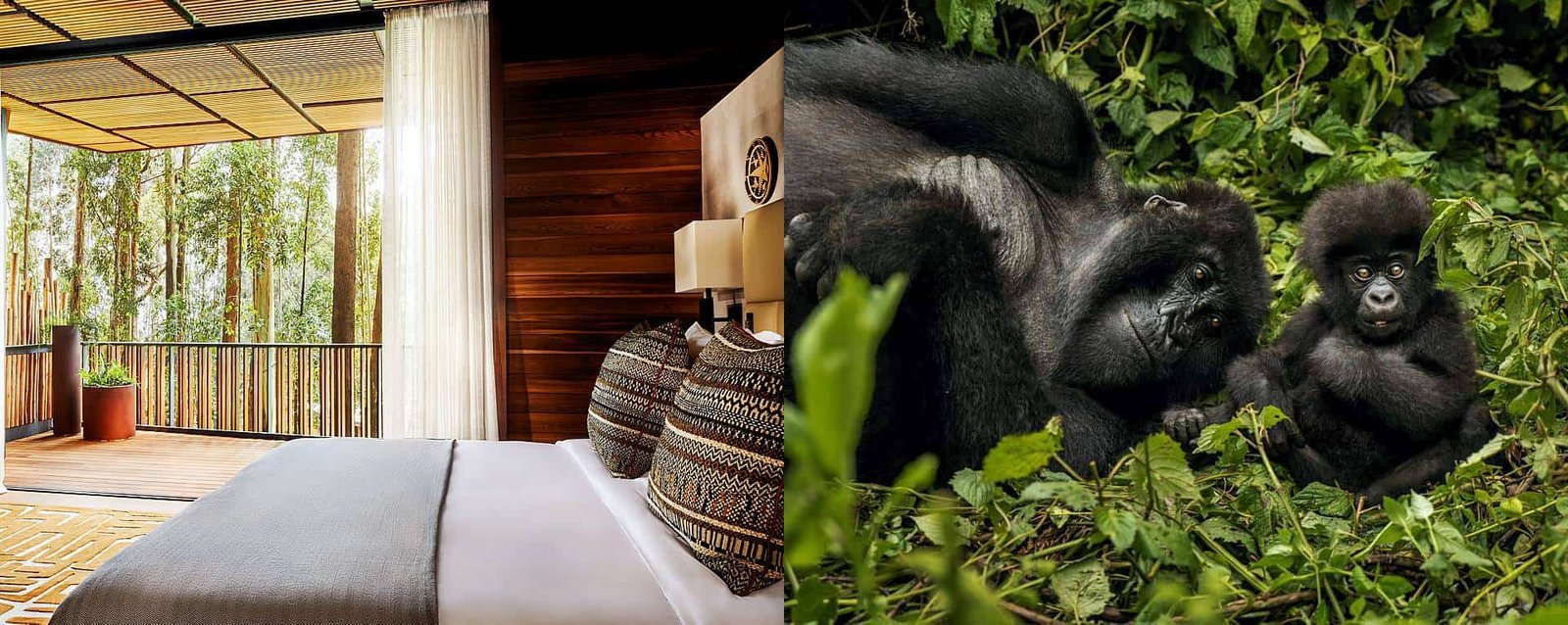 One&Only Gorilla's Nest Rwanda